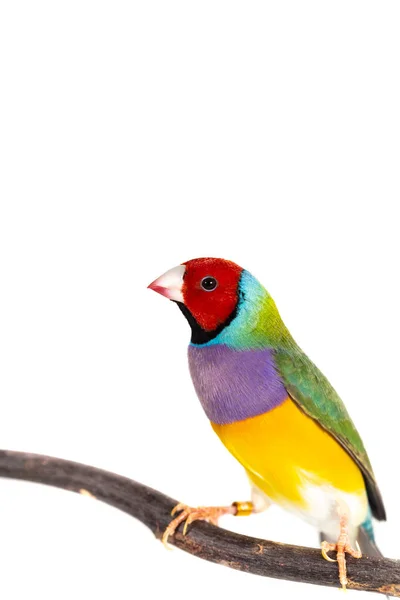 Gouldian pintyőke madár — Stock Fotó