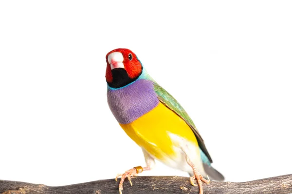Gouldian finch bird — Fotografia de Stock