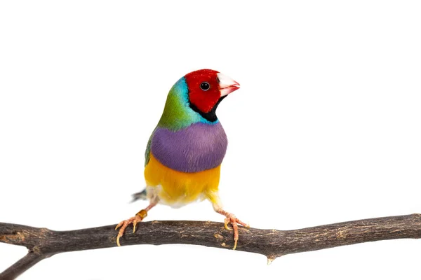 Gouldian レインボーフィンチ鳥 ストック画像