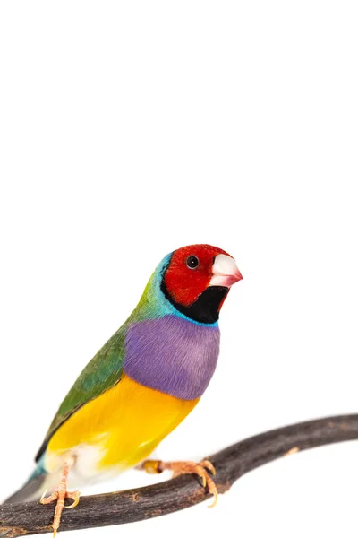 Gouldian レインボーフィンチ鳥 ロイヤリティフリーのストック写真