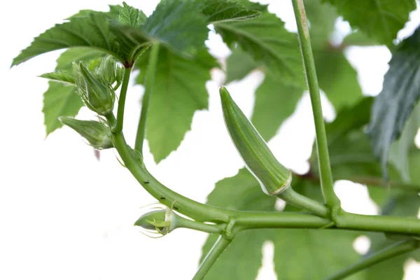 Bamya, Ochro, Bamya, Leydi parmağı