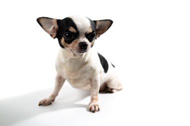 Sevimli köpek yavrusu, sevimli köpek