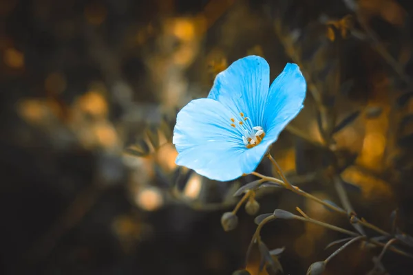 Flowers close up. The nature of the forest. Blue flower