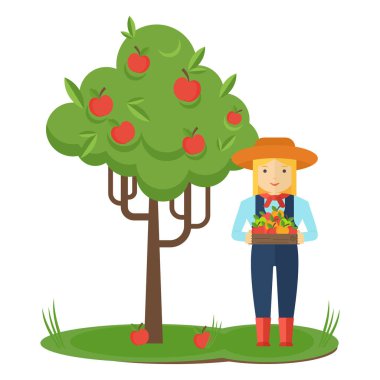 Elma toplama. Çiftçi kadın bahçede elma onun elinde kutuları.