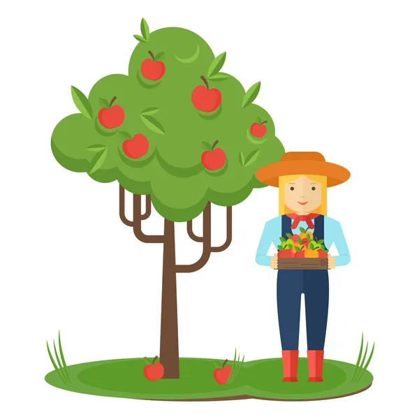Raccolta mele. Farmer donna in giardino con scatole di mele nelle sue mani . — Vettoriale Stock