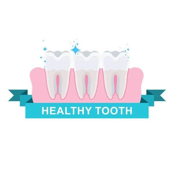 健康整洁的牙齿。牙科和口腔护理。平面矢量图 — 图库矢量图片