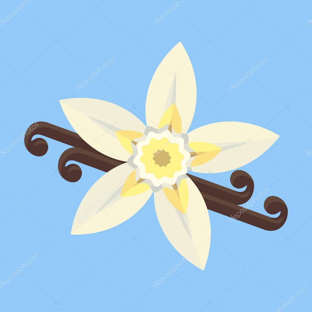 Vanilla flower with stitch and leaves. Spice for baking, pastry, cakes, for culinary products. Flat vector cartoon illustration. Objects isolated on white background.
