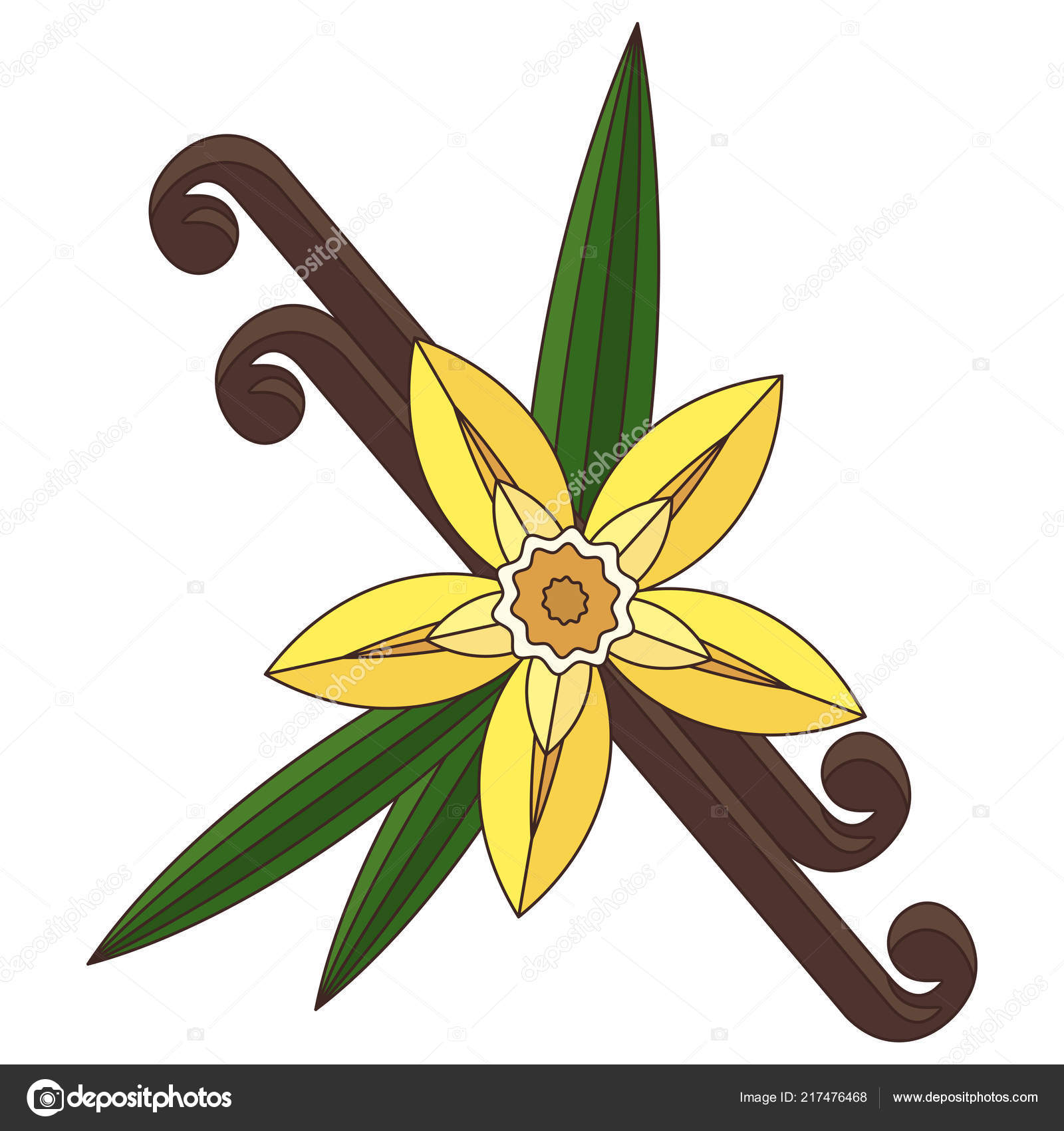 Fleur De Vanille Avec Un Point Et De Feuilles épices Pour