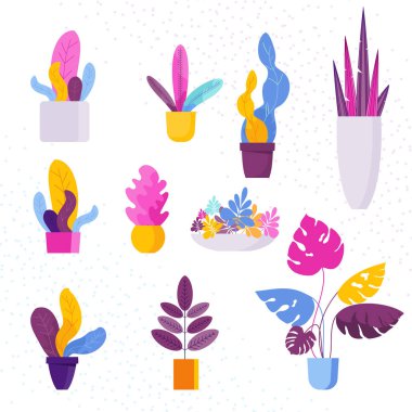 Bir çiçek tencerede dekoratif egzotik tropik houseplants topluluğu