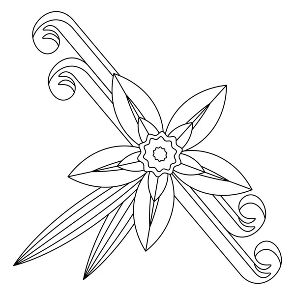 Ванільна квітка зі швом і листям. Спайс для кулінарних виробів . — стоковий вектор