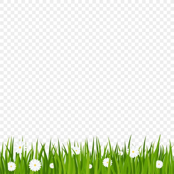 Camomiles a zelené travnaté okraje na průhledném pozadí — Stockový vektor