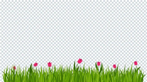 Tulipán a zelené trávy hraničí na průhledném pozadí. — Stockový vektor