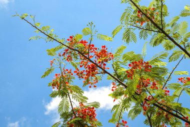 Kırmızı küçük çiçeklerile ağacın Dalı