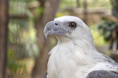 Filipinler'de Kartal