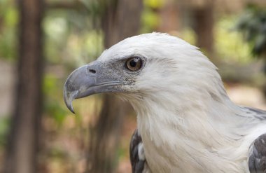 Filipinler'de Kartal
