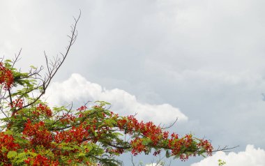 Kırmızı küçük çiçeklerile ağacın Dalı