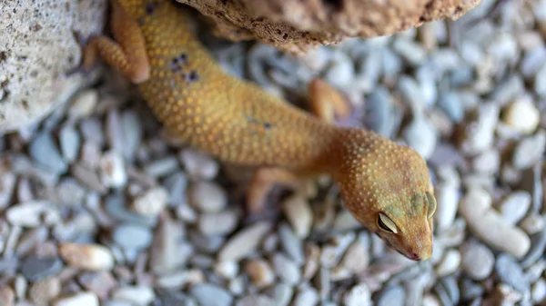 Gekko Geco Sobre Guijarros Piedras —  Fotos de Stock