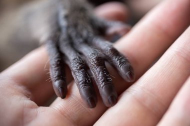 İnsan parmağını tutan küçük bir maymun eli. Hayvan refahı ve korunması