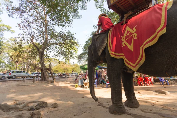 Siem Reap Camboja Janeiro 2017 Elefante Esperando Turistas Complexo Templo — Fotografia de Stock
