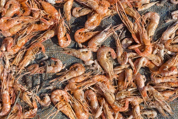 Dried Red Shrimps Prawns Texture Background Macro Close — Stock Photo, Image