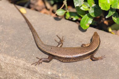 Beton duvarda gün ışığında sıradan bir kertenkele.