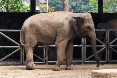 Ho Chi Minh hayvanat bahçesinde kısa arka bacaklı fil.