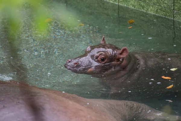 Hipopótamo Bebé Nada Piscina Junto Madre —  Fotos de Stock