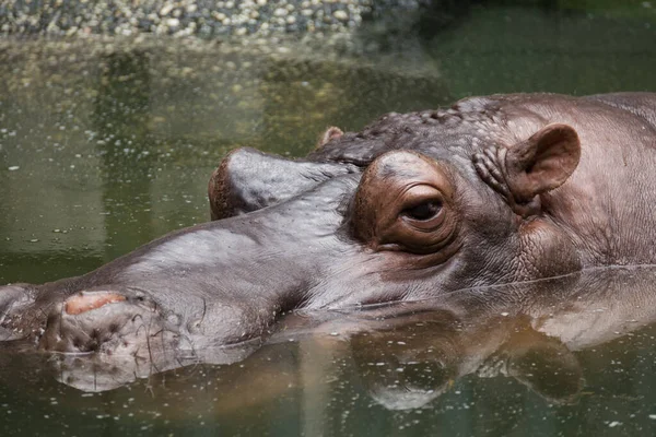 Homme Hippopotame Nage Dans Piscine Dans Zoo Chi Minh — Photo