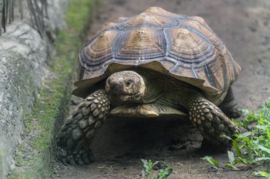 Kaplumbağa yerde sürünüyor.