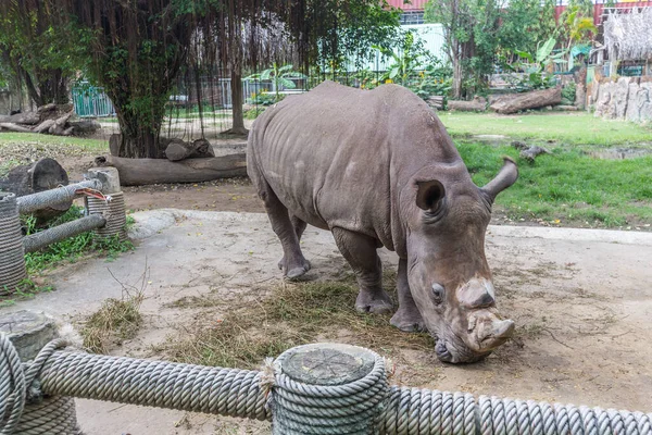 Gran Rinoceronte Zoológico Chi Minh —  Fotos de Stock