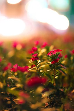 Dünyanın güzelliği