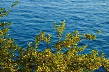 Dünyanın güzelliği