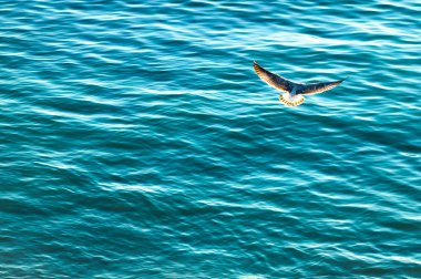 Dünyanın güzelliği