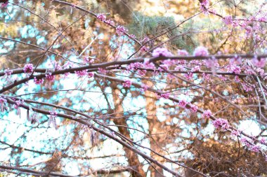 Dünyanın güzelliği