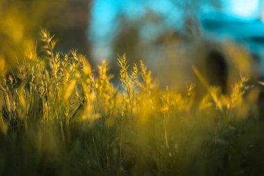 Dünyanın güzelliği