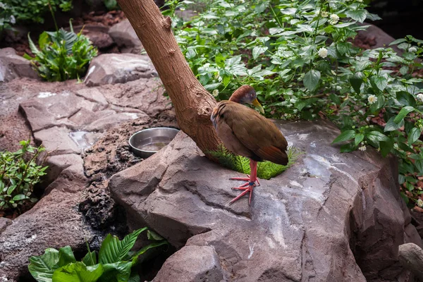 Mulher Está Fotografando Pássaros Zoológico Com Seu Smartphone — Fotografia de Stock