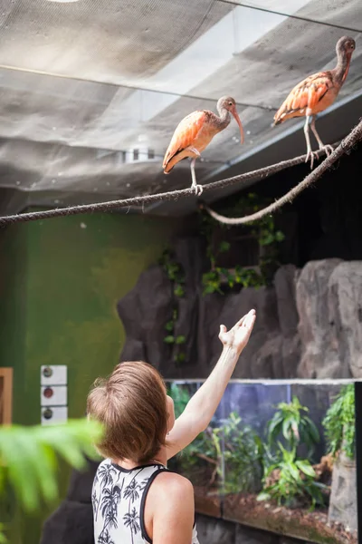 Frau Fotografiert Vögel Zoo Mit Ihrem Smartphone — Stockfoto