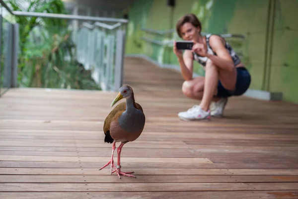 Frau Fotografiert Vögel Zoo Mit Ihrem Smartphone — Stockfoto