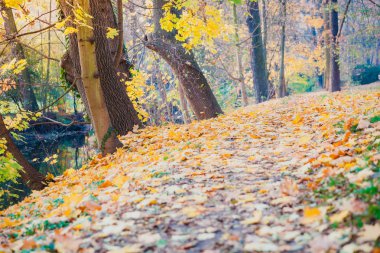 Şehir Parkı, ağaç yapraklarından sonbahar sonbahar