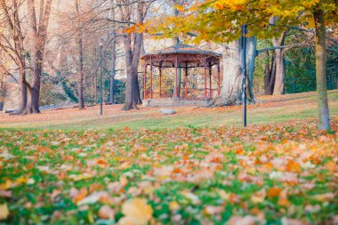 Şehir Parkı, ağaç yapraklarından sonbahar sonbahar