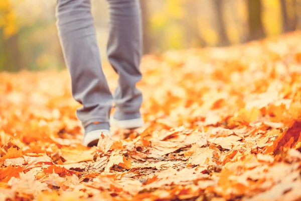 Herbst Stadtpark Herbstblätter Vom Baum — Stockfoto