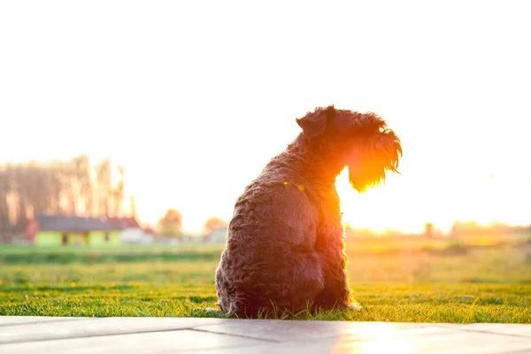 Hond kijken naar de zonsondergang op het terras van het huis — Stockfoto