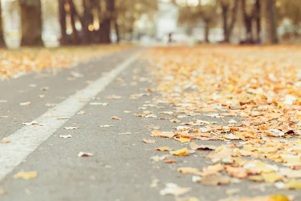 Folhas caindo no chão de asfalto, Outono . — Fotografia de Stock