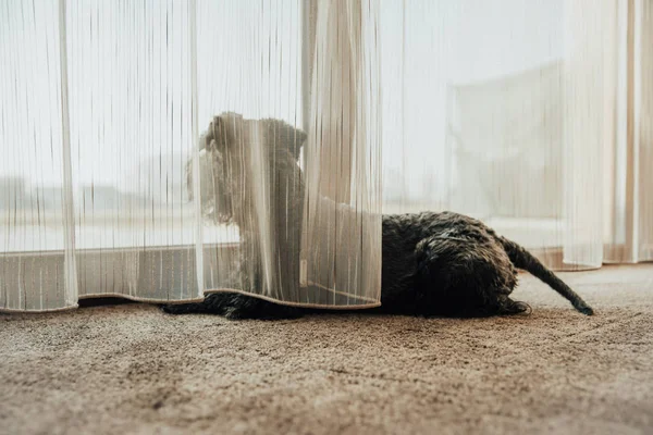 Dog looking out the window through the curtains and observing surroundings — Stock Photo, Image