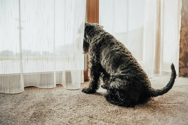 Dog looking out the window through the curtains and observing surroundings — Stock Photo, Image