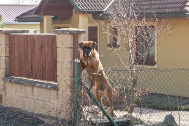Köpek çit aile evinin arkasında korur