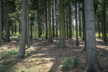 Ormandaki bir çayırda ot biçmek. Doğada dinlenmek için dinlenme bölgesi için hazırlanıyor. Izgara, spor, rahatla