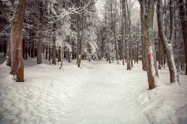 숲 근처 휴게소의 겨울 장면. 벤치와 눈사람, 숲길 — 스톡 사진