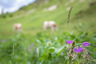 İnekler yazın Alpdağlarındaki çayırlarda otluyorlar.
