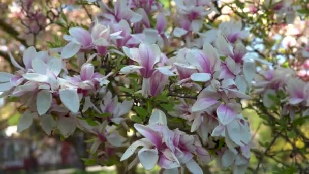 Magnolia tree in bloom is moving by the wind — Stock Video